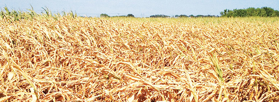 Drought-stressed corn silage