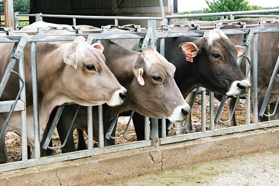 Cows