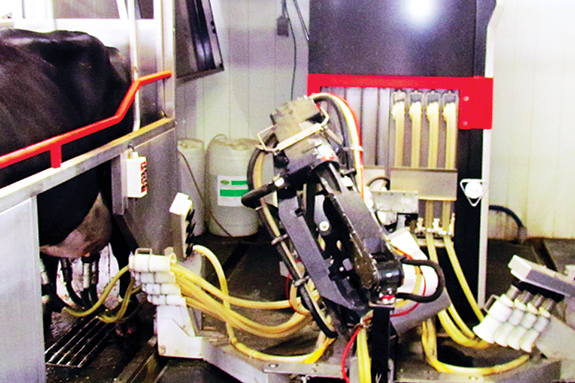 Pacific Rim Dairy milking system