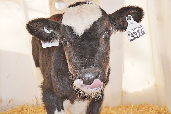 Peartome Queen of Hearts holstein
