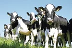 Heifer health management