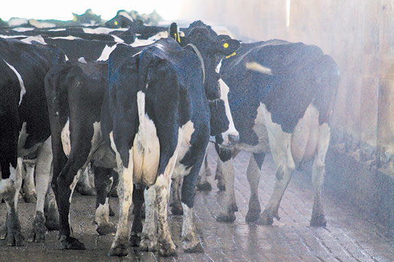 Cow under sprinklers