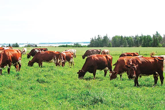Shorthorn milking herd