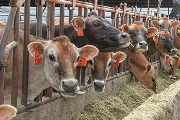 Dairy cows