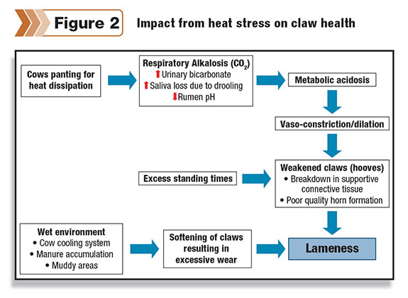 Impact from heat stress on claw health