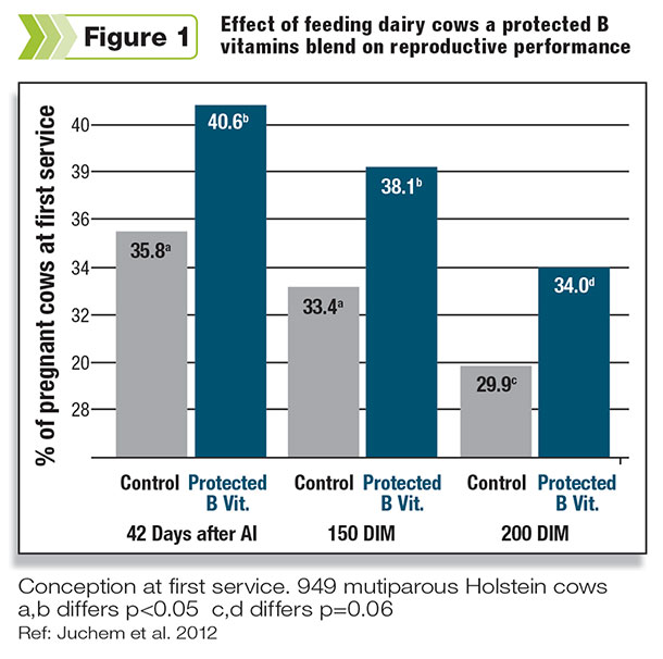 Effect of feeding daity cows a protected B vitamin
