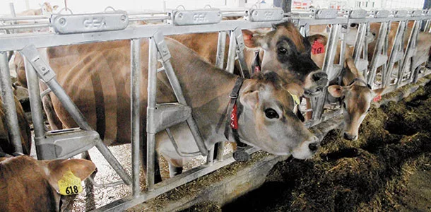 synchronized breeding programs