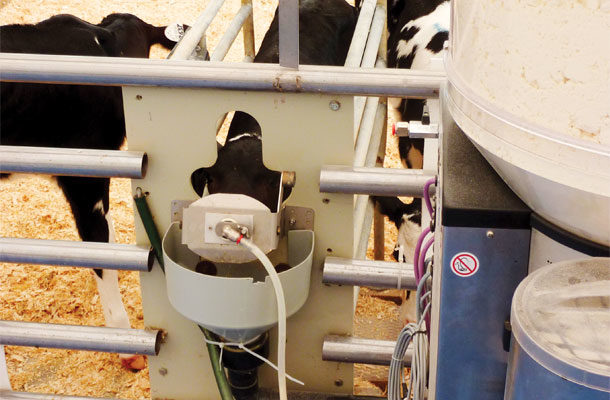 Calves in a feed study