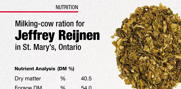 milking cow ration