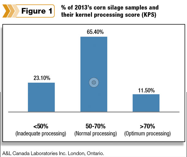 % of 2013's corn silage samples and their kernel processing score