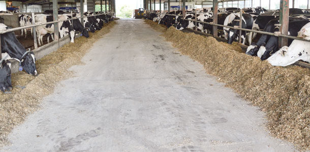 dairy cattle at feed bunks