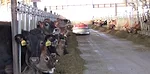 Cattle feeding