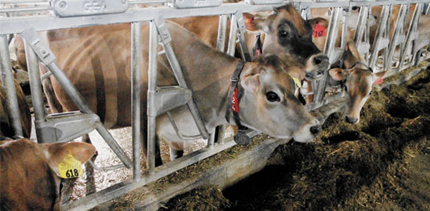 Robotic Milking