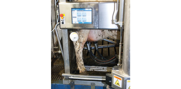 robotic milking