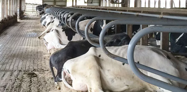 cows lying in stalls