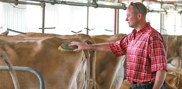 man brushing a cow
