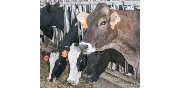 cows feeding