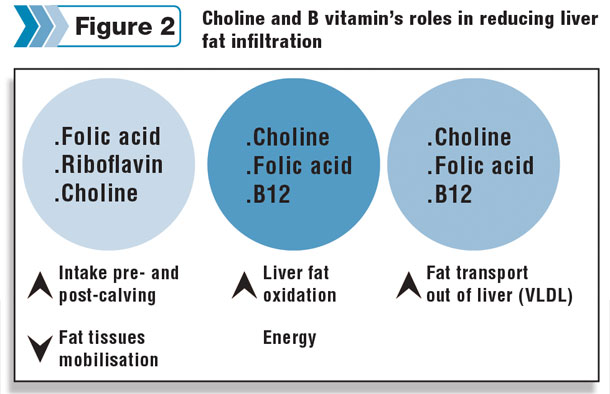 liver fat infiltration by vitamins