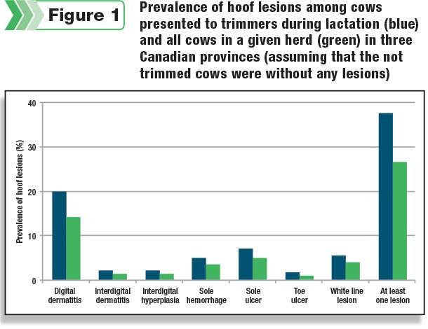 prevalence of hoof lesions