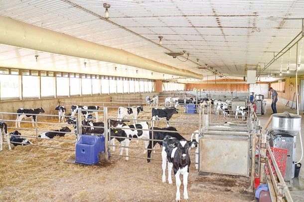 dairy calves