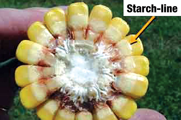 corn cob