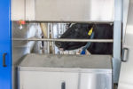 cow chewing pellets at milking robot