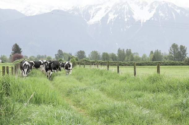 dairy cows in a field