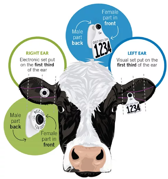 cow head