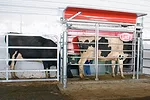 robotic milker