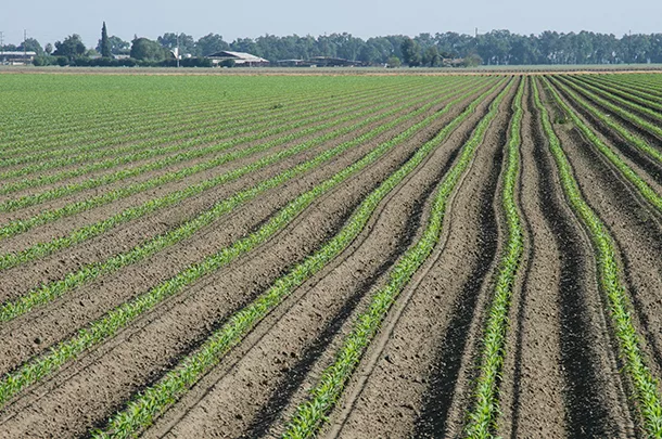 Corn field
