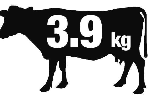 cow graphic