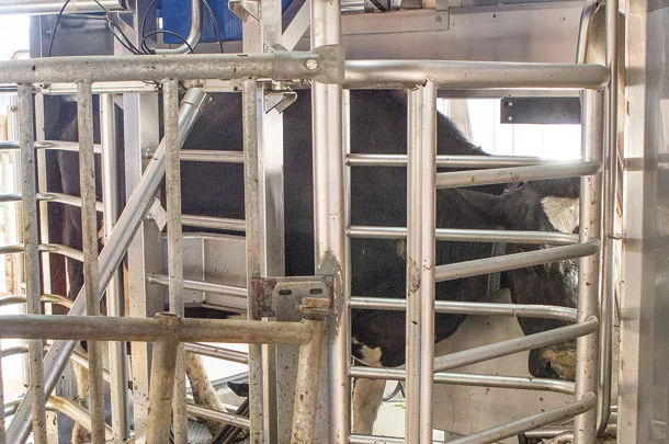 cow behind gate