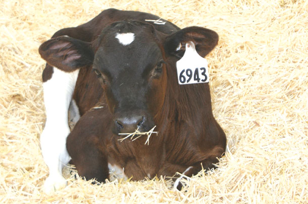 dairy calf