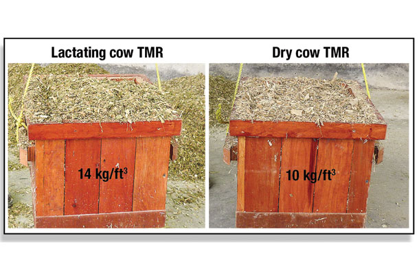 cow ration buckets