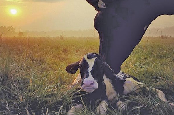 cow and calf