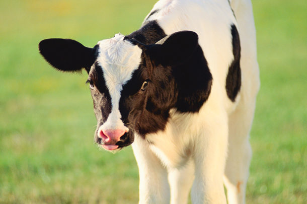 dairy calf