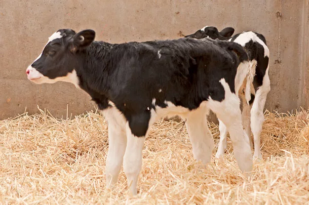 calf