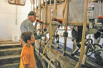 man and boy milking a cow