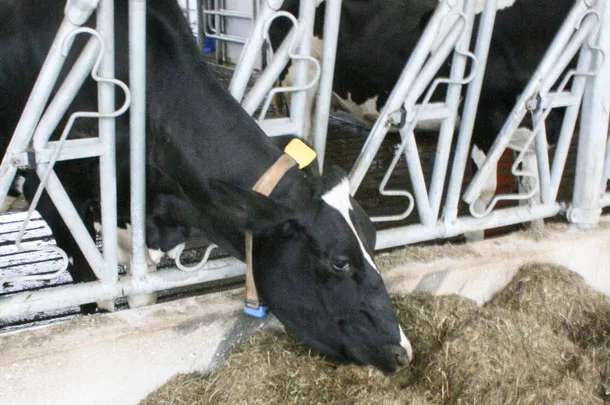 cow eating