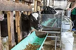 calf eating