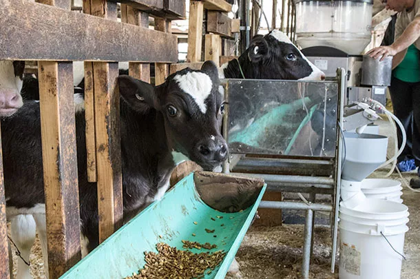 calf eating