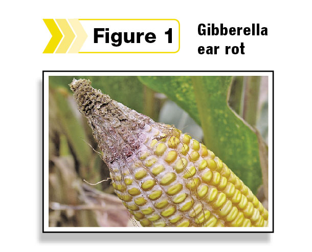 Gibberella ear rot