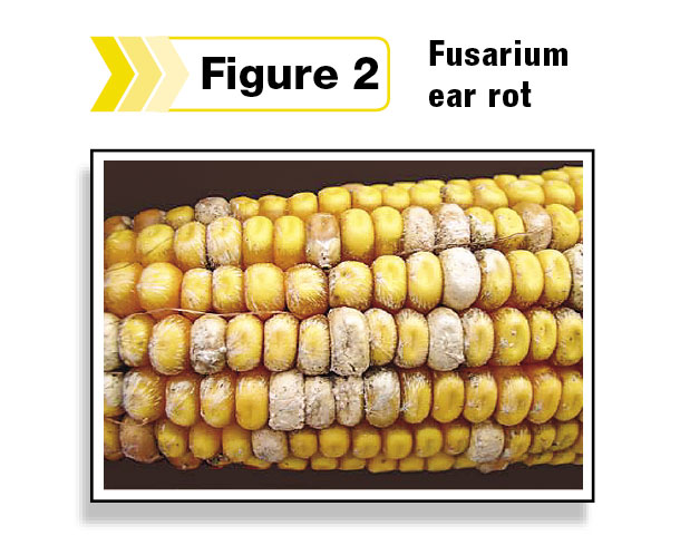 Fusarium ear rot