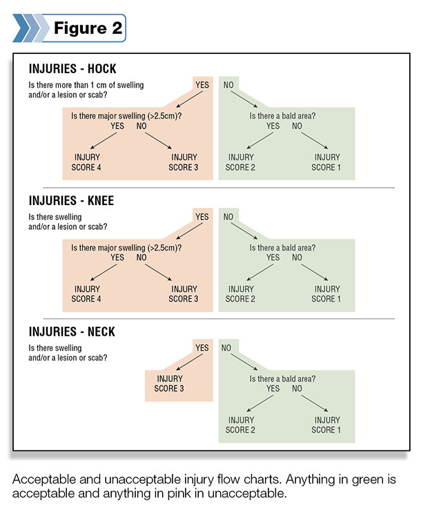 Acceptable and unacceptable injury flow charts.