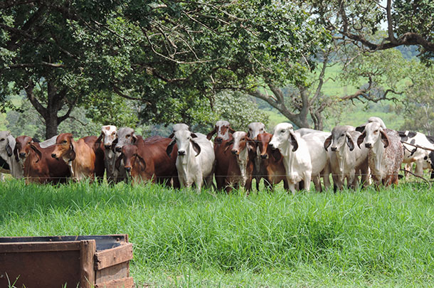IVF Gir heifers