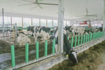 cows at Emcrest Farms Ltd.