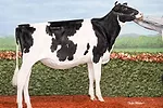 In the show ring judges like Brian Carscadden are looking for calves that exhibit "dairyness"