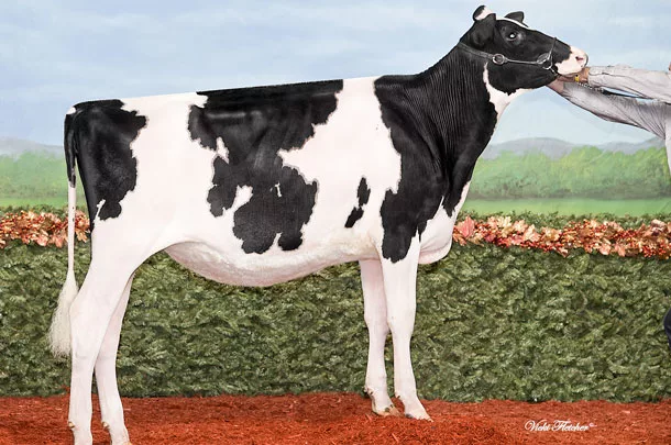 In the show ring judges like Brian Carscadden are looking for calves that exhibit "dairyness"