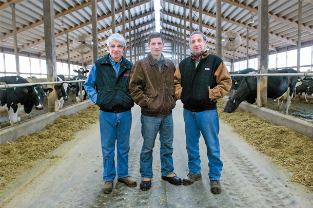 Summitholm Holsteins