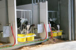 calves in individual stalls